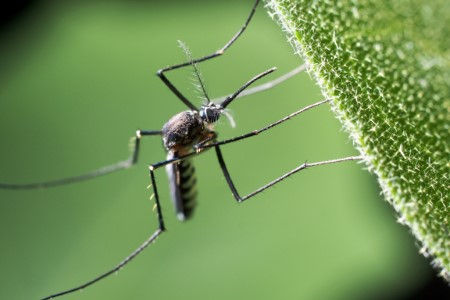 Mosquito control company Matawan, NJ