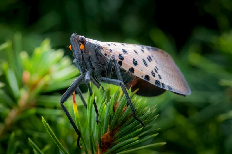 Spotted lanternfly pest control