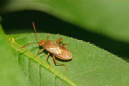 Stinkbugs