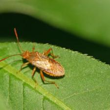 Stinkbugs